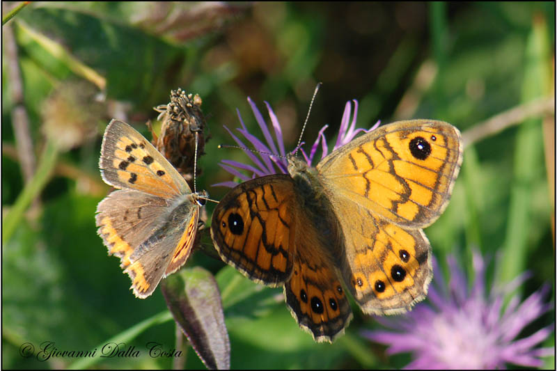 Lycaena phlaeas 